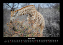 Tiere in der Wildnis Fotokalender 2027 - 4