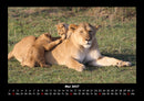 Tiere in der Wildnis Fotokalender 2027 - 5