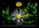 Blumenkalender Fotokalender 2027 - 10