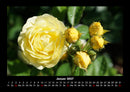 Blumenkalender Fotokalender 2027 - 1
