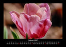 Blumenkalender Fotokalender 2027 - 2