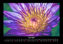 Blumenkalender Fotokalender 2027 - 6