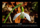 Blumenkalender Fotokalender 2027 - 7