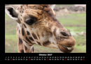 Giraffen Fotokalender 2027 - 10
