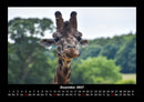 Giraffen Fotokalender 2027 - 12