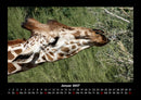 Giraffen Fotokalender 2027 - 1