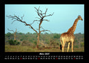 Giraffen Fotokalender 2027 - 3