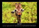 Giraffen Fotokalender 2027 - 4