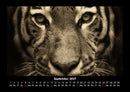 Tiger Fotokalender 2027 - 9