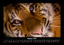 Tiger Fotokalender 2027 - 10