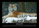 Tiger Fotokalender 2027 - 11