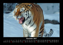 Tiger Fotokalender 2027 - 12