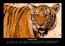 Tiger Fotokalender 2027 - 2