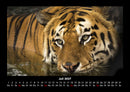 Tiger Fotokalender 2027 - 7