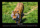 Tiger Fotokalender 2027 - 8