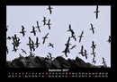 Vogelparadies Fotokalender 2027 - 9