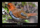 Vogelparadies Fotokalender 2027 - 10