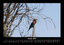 Vogelparadies Fotokalender 2027 - 1