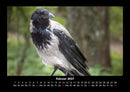 Vogelparadies Fotokalender 2027 - 2