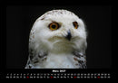 Vogelparadies Fotokalender 2027 - 3