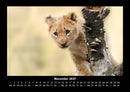 Tierkalender Fotokalender 2027 - 11