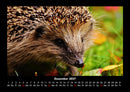Tierkalender Fotokalender 2027 - 12