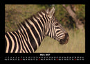 Tierkalender Fotokalender 2027 - 3