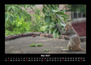 Tierkalender Fotokalender 2027 - 5