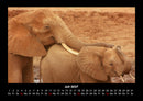 Tierkalender Fotokalender 2027 - 7