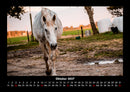 Pferde Kalender Fotokalender 2027 - 10