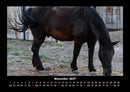 Pferde Kalender Fotokalender 2027 - 11