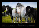 Pferde Kalender Fotokalender 2027 - 8