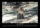Affen Fotokalender 2027 - 9