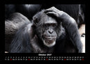 Affen Fotokalender 2027 - 10