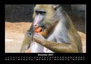 Affen Fotokalender 2027 - 12