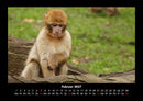 Affen Fotokalender 2027 - 2