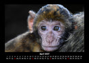 Affen Fotokalender 2027 - 4