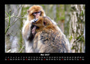 Affen Fotokalender 2027 - 5