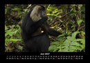 Affen Fotokalender 2027 - 6