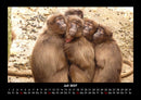 Affen Fotokalender 2027 - 7
