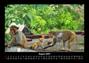 Affen Fotokalender 2027 - 8