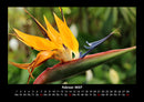 Blumenzauber Fotokalender 2027 - 2