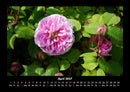 Blumenzauber Fotokalender 2027 - 4