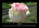 Blumenzauber Fotokalender 2027 - 6