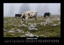 Kuhkalender Fotokalender 2027 - 9
