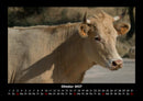 Kuhkalender Fotokalender 2027 - 10