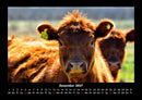 Kuhkalender Fotokalender 2027 - 12