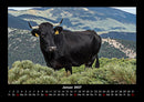 Kuhkalender Fotokalender 2027 - 1
