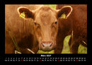 Kuhkalender Fotokalender 2027 - 3