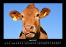 Kuhkalender Fotokalender 2027 - 4